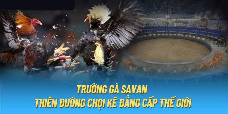 Những nét cơ bản nhất về trường gà savan cho tân binh mới gia nhập